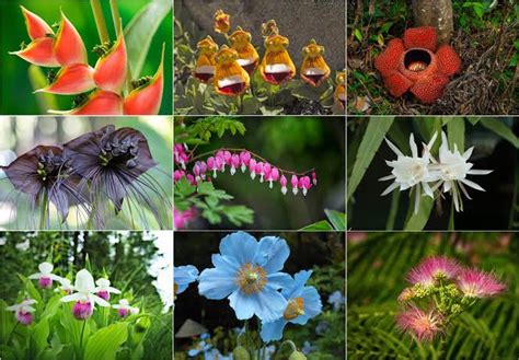 weird flower names|The 25 Rarest Flowers in the World .
